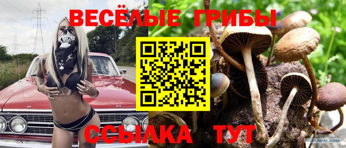 Красноуфимск  Галлюциногенные грибы Psilocybe  Вход с VPN 